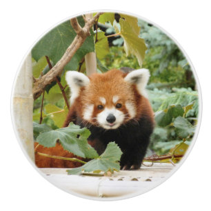 Red Panda Ceramic Knob