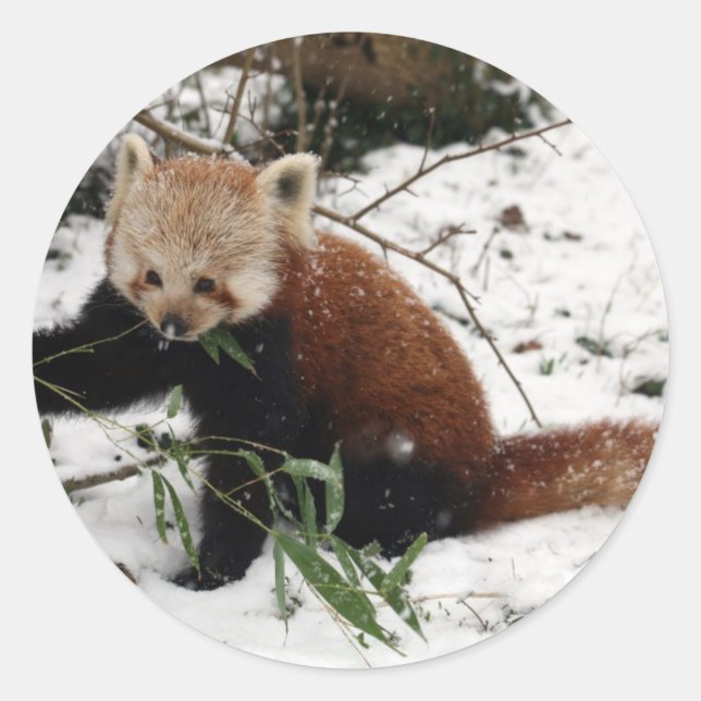Red panda classic round sticker (Front)