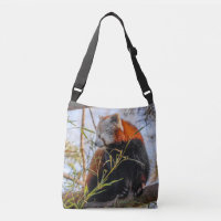 Red panda