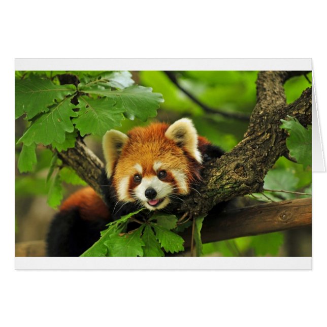 Red Panda Cub (Front Horizontal)