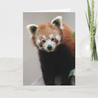 Red Panda Customizable Greetings card