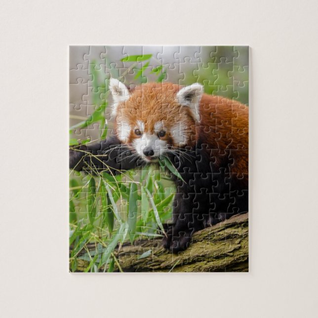 Red Panda Eating Green Leaf Jigsaw Puzzle (Vertical)