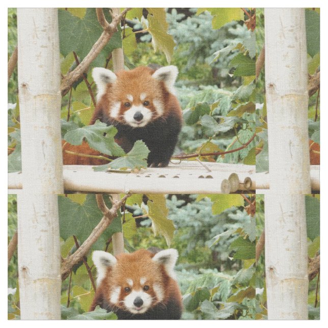 Red Panda Fabric (Close Up)