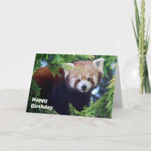 Red Panda Greeting Card
