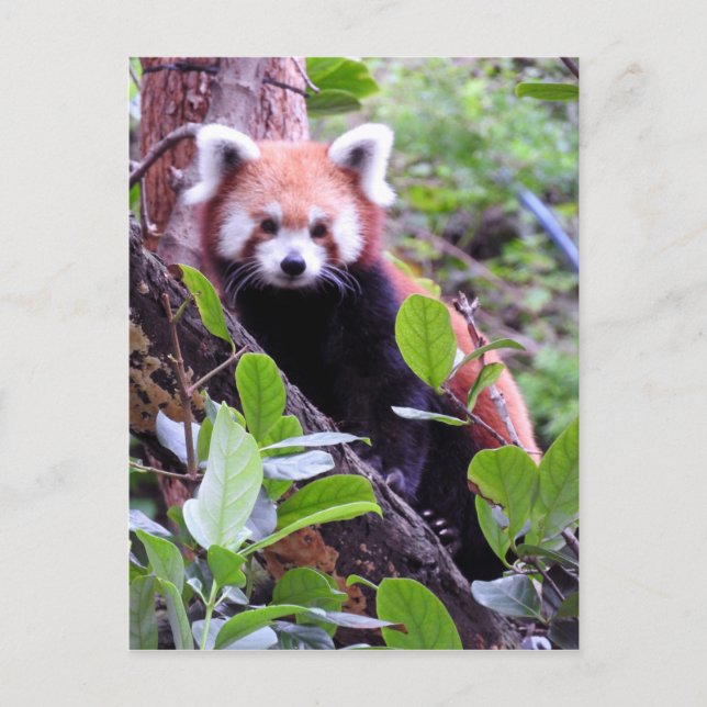 Red Panda Holiday Postcard (Front)
