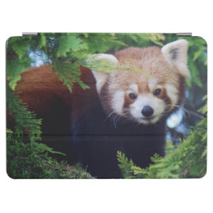 Red Panda iPad Air Cover