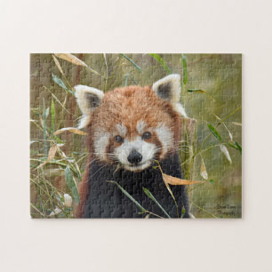 Red Panda Jigsaw Puzzle