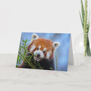 Red Panda Lunching on Bamboo Leaves Card