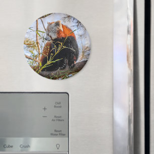 Red panda magnet
