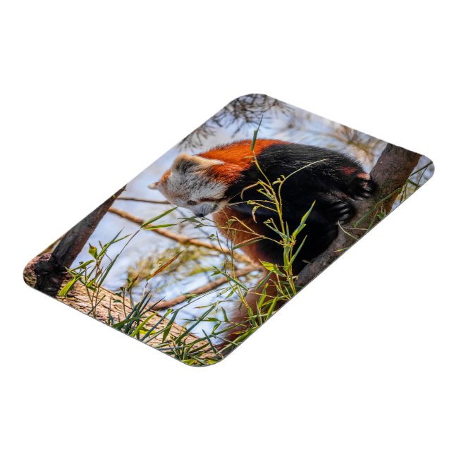 Red panda magnet (Left Side)