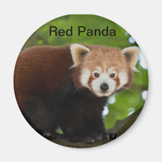 Red Panda Magnet (Front)