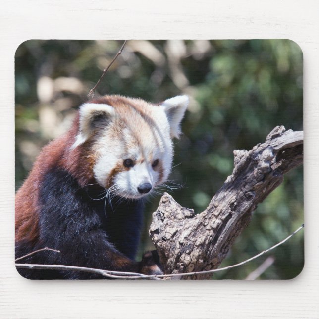 Red Panda Mouse Pad (Front)