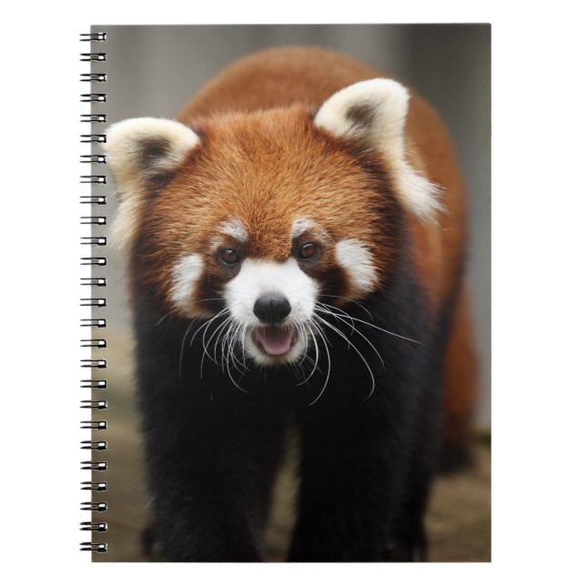 Red Panda Notebook (Front)