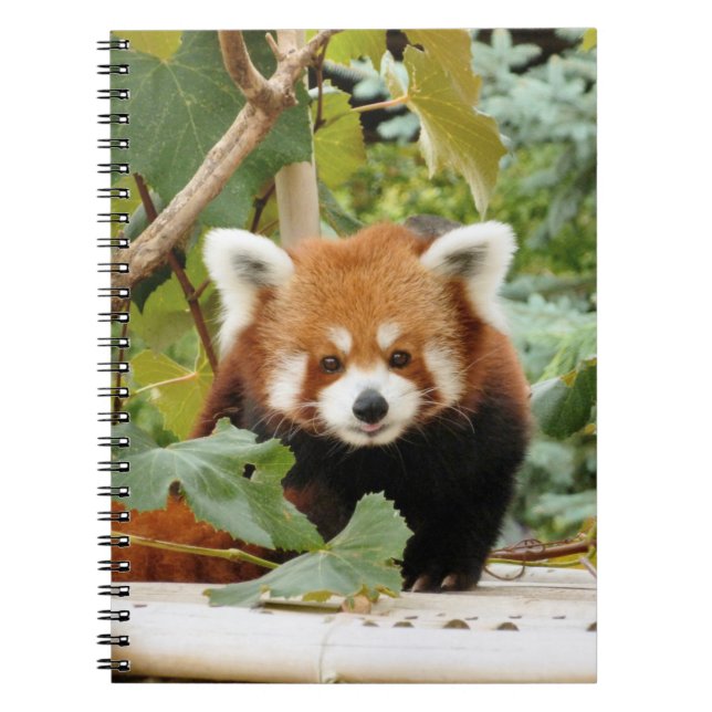 Red Panda Notebook (Front)