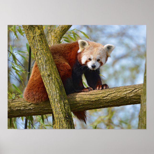 Red panda on branch poster (Front)