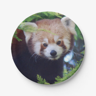 Red Panda Paper Plate