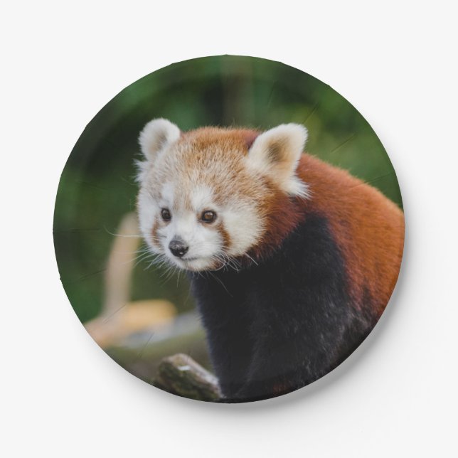 Red Panda Paper Plate (Front)