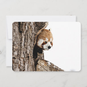 Red panda peeking out from a tree trunk card
