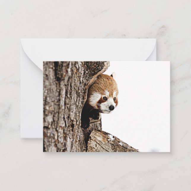 Red panda peeking out from a tree trunk card (Front)