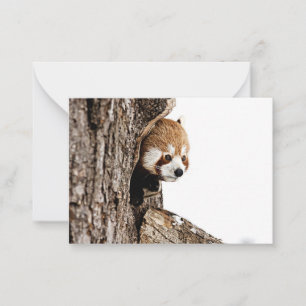 Red panda peeking out from a tree trunk card