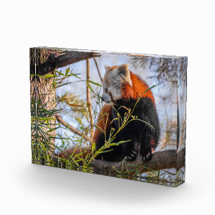 Red panda photo block