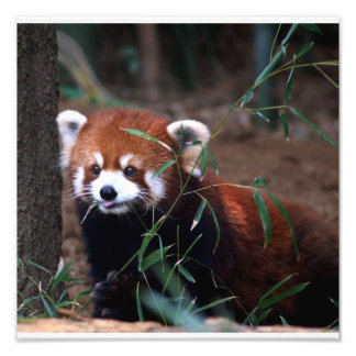 Red Panda Photo Print