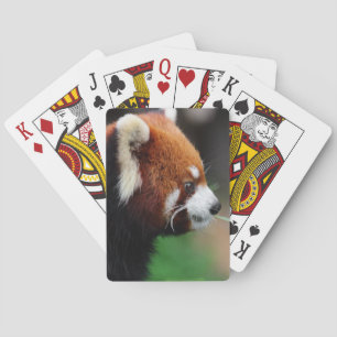 Red panda playing cards