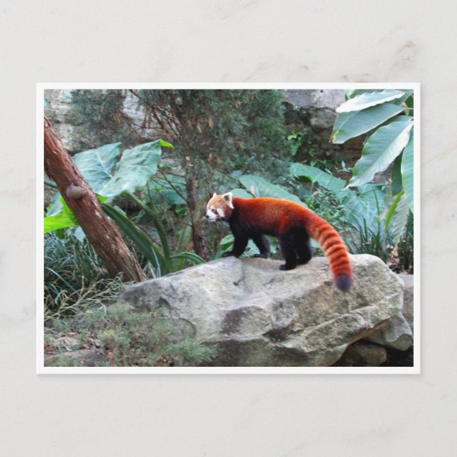 red panda postcard (Front)