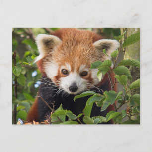 Red panda postcard