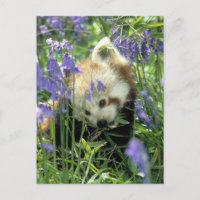 Red panda