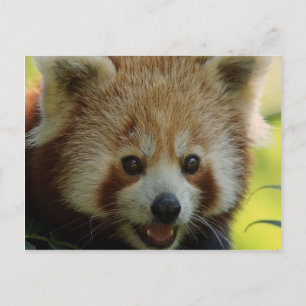Red Panda Postcard