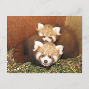 Red Panda Postcard