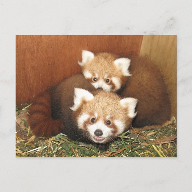 Red Panda Postcard (Front)