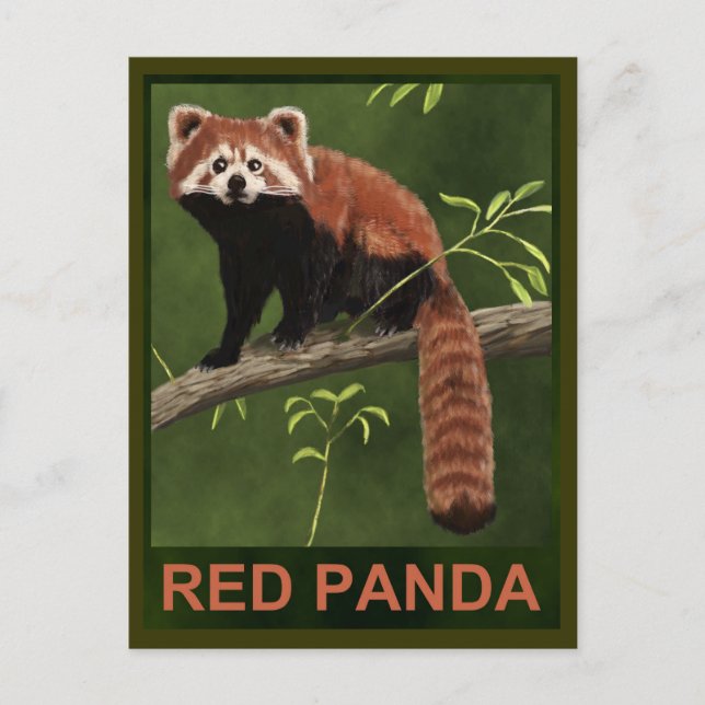 Red Panda Postcard (Front)