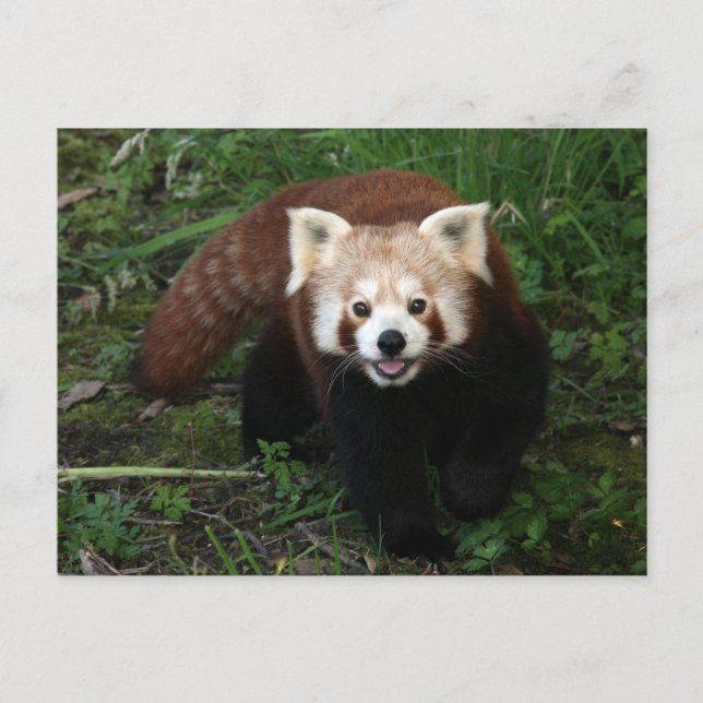 Red panda postcard (Front)