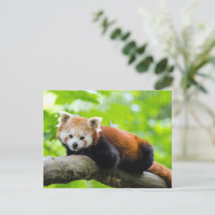 Red Panda Postcard