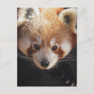 red panda postcard