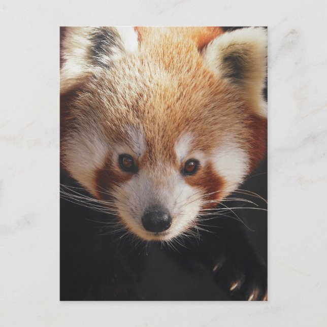 red panda postcard (Front)
