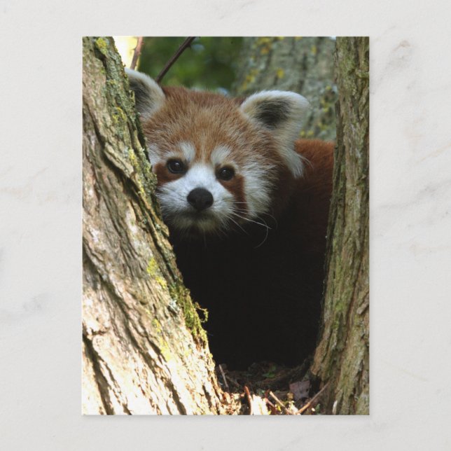 Red panda postcard (Front)