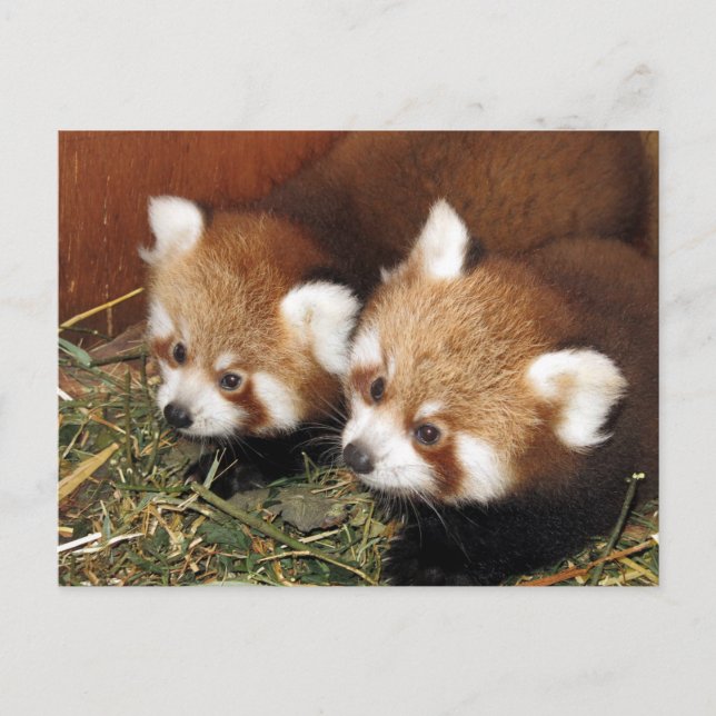 Red panda postcard (Front)