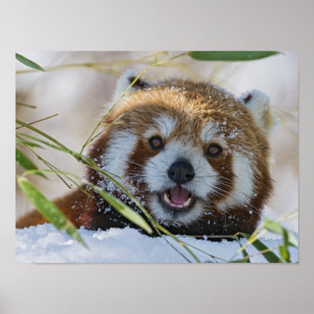 Red Panda Poster (Front)