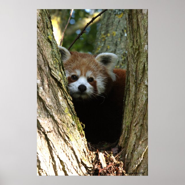 red panda poster (Front)