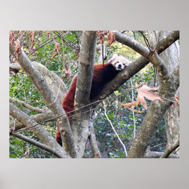 Red Panda Poster (Front)