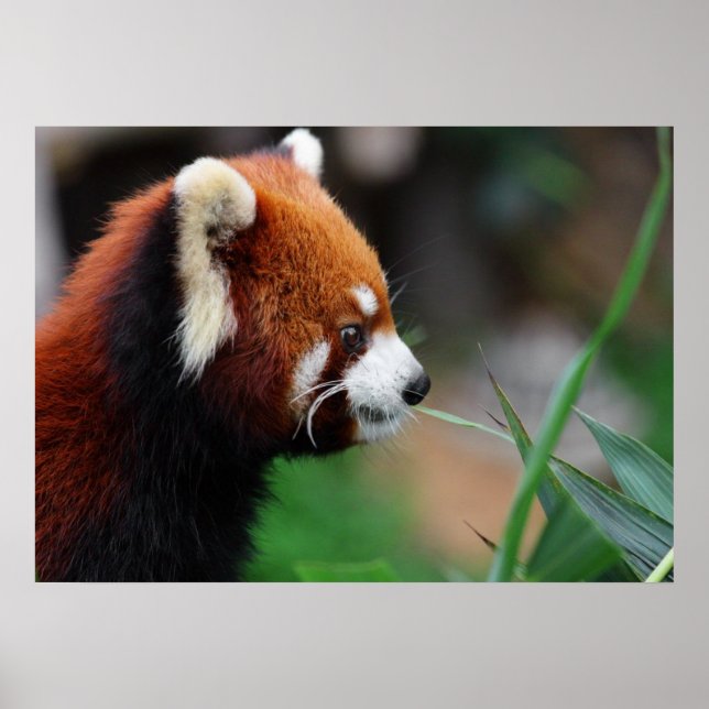 Red panda poster (Front)