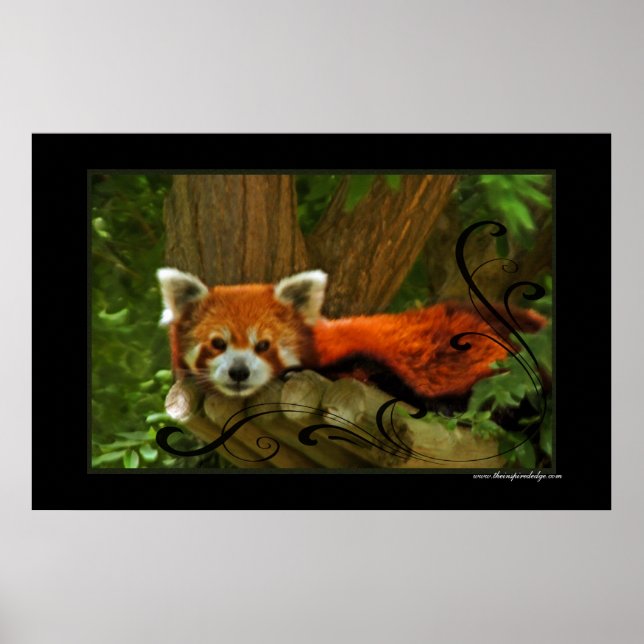 Red Panda Poster Print (Front)