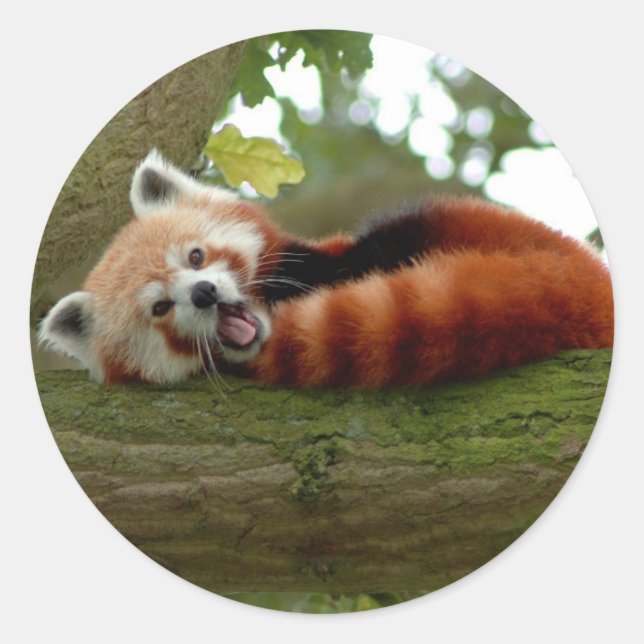 Red Panda round sticker (Front)
