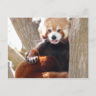 red panda sitting postcard