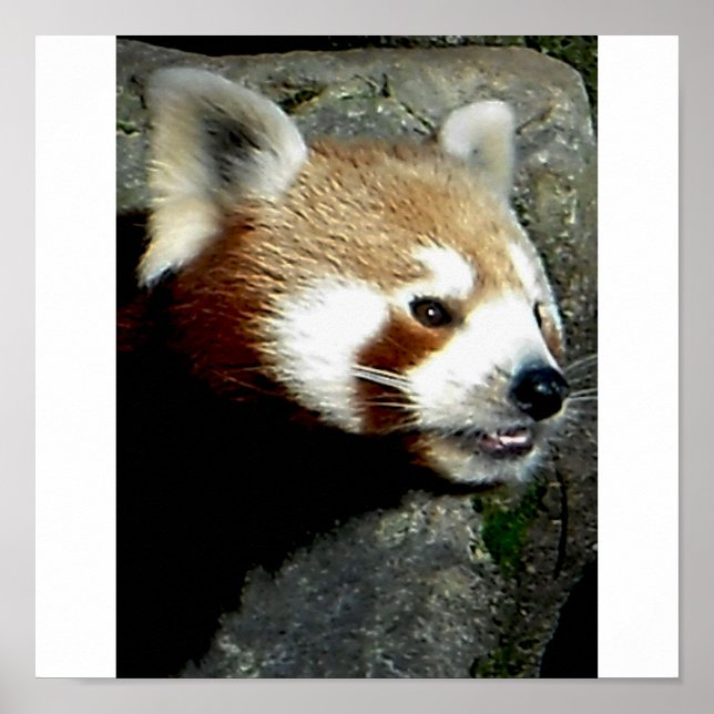 red panda smile poster (Front)