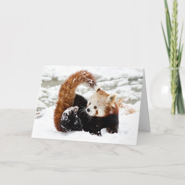 Red Panda Snow Holiday Card (Front)