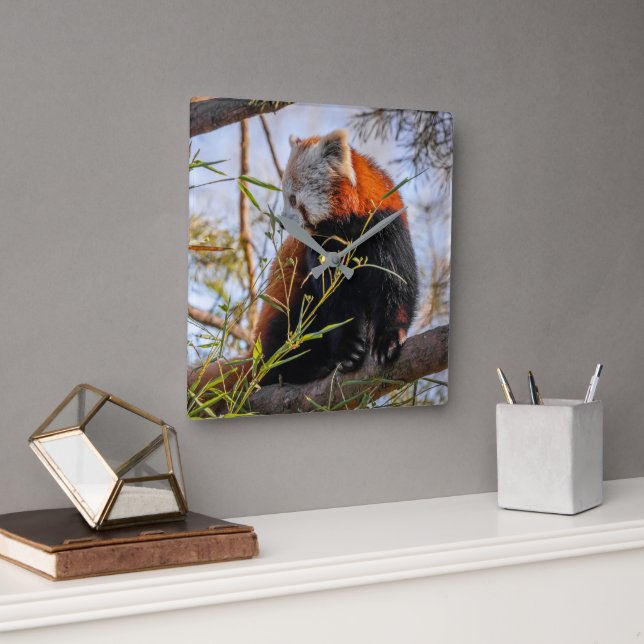 Red panda square wall clock (Office)